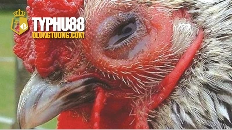 chua-benh-hen-o-ga