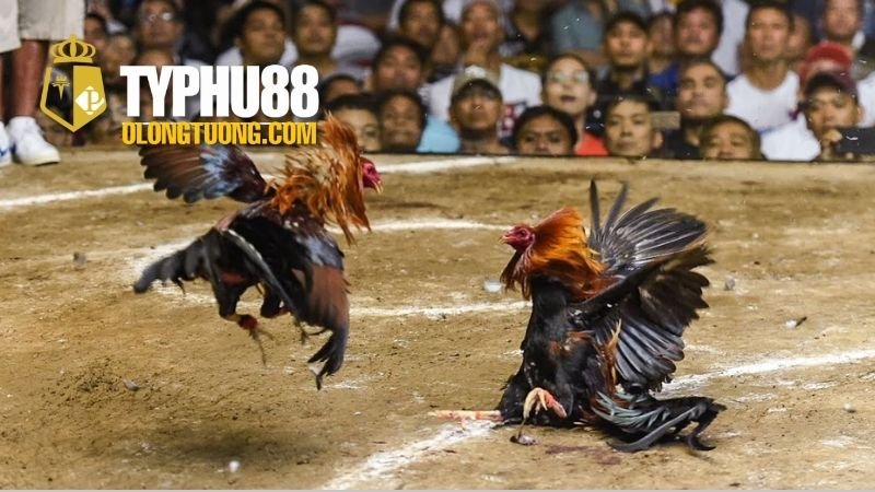 Đá gà cựa dao Philippines: Môn chơi đầy kịch tính 2 Khái niệm đá gà cựa dao Philippines