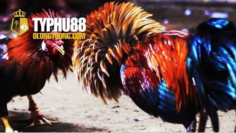 da-ga-cua-dao-philipines