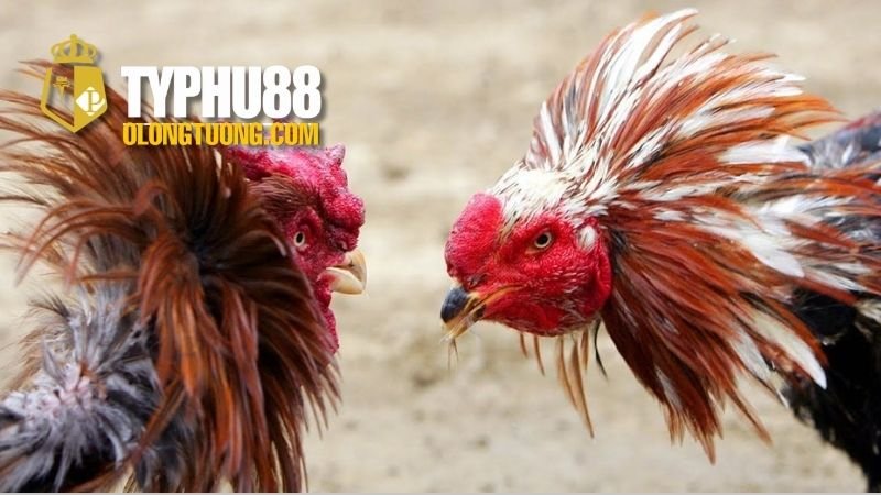 Đá gà cựa tròn: Khám phá thế giới đá gà truyền thống 4 So sánh đá gà cựa tròn và đá gà cựa dao
